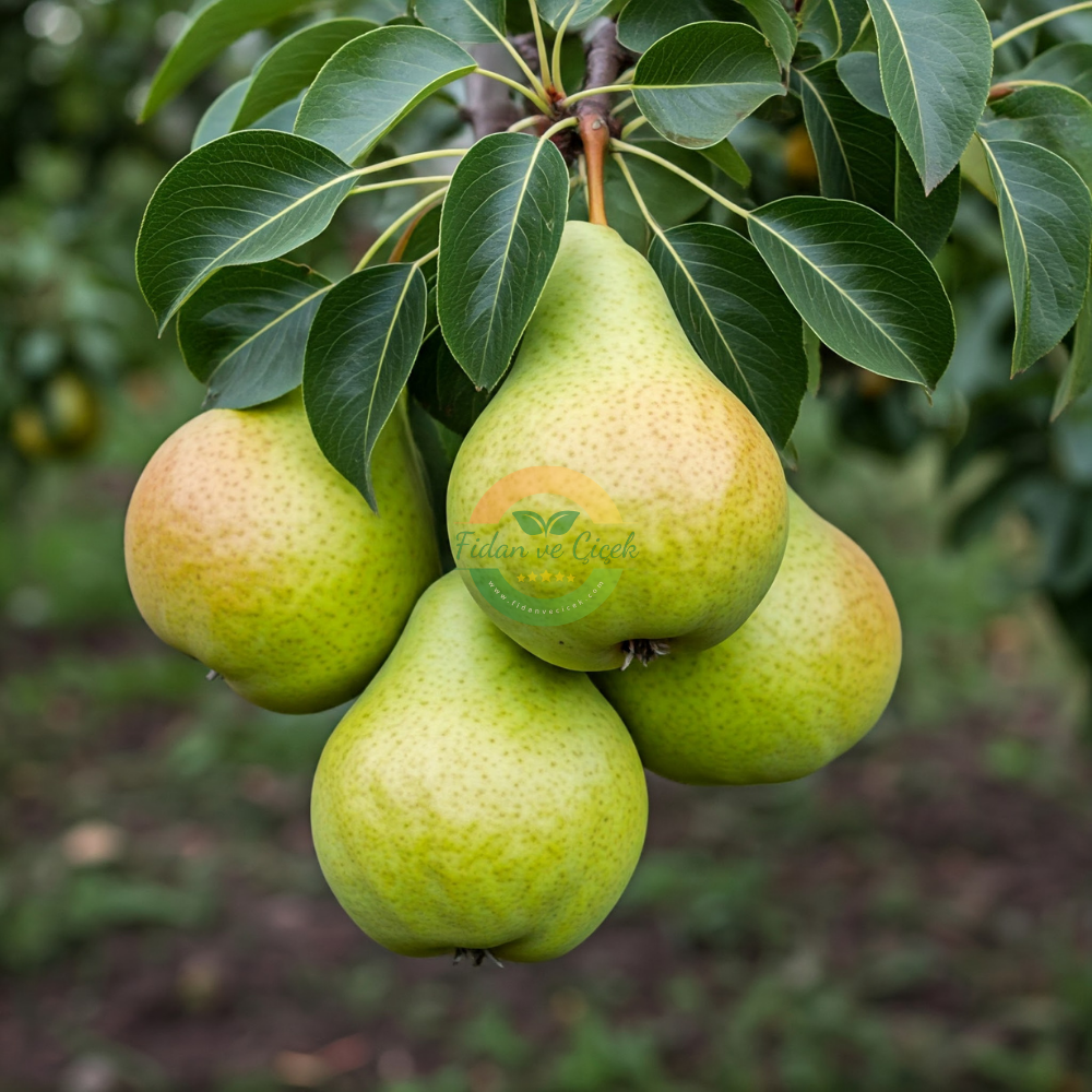 Akça Armut Fidanı, 3 Yaş, Tüplü