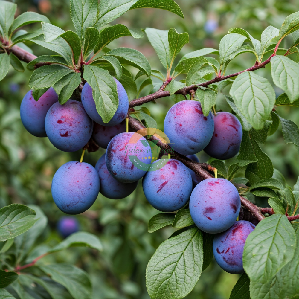 Angeleno Erik Fidanı, 3 Yaş, Tüplü