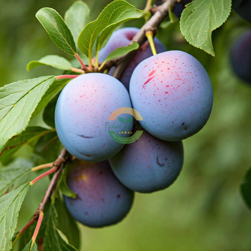 Black Amber Erik Fidanı, 3 Yaş, Tüplü