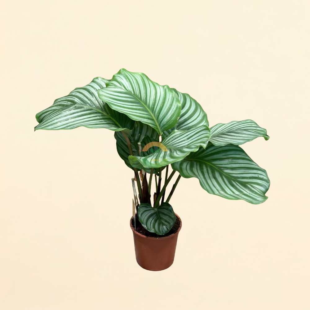 Calathea Orbifolia (Dua Çiçeği)
