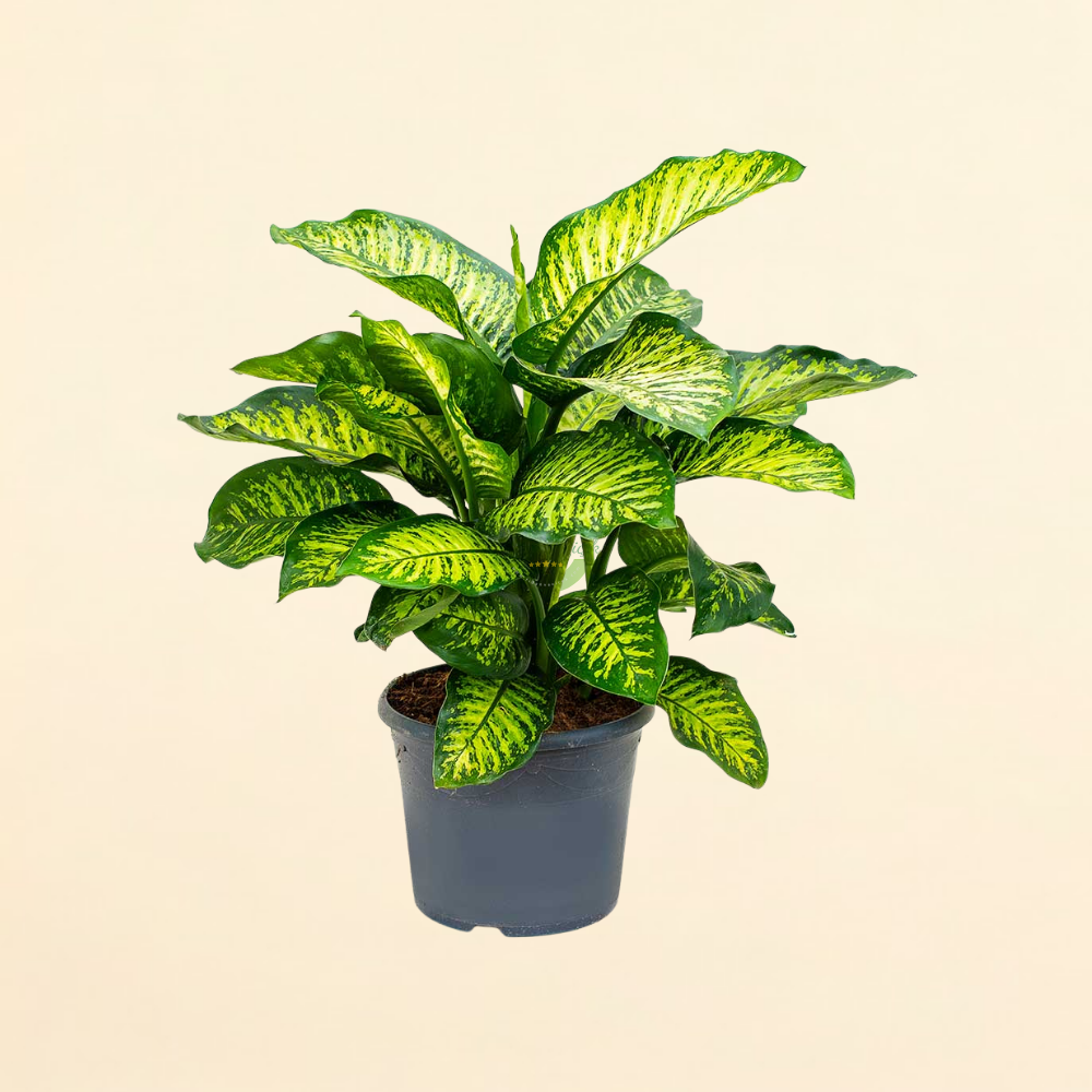Difenbahya Bitkisi 'Dieffenbachia Tropik Snow' Difenbahya Bitkisi 'Dieffenbachia Tropik Snow'