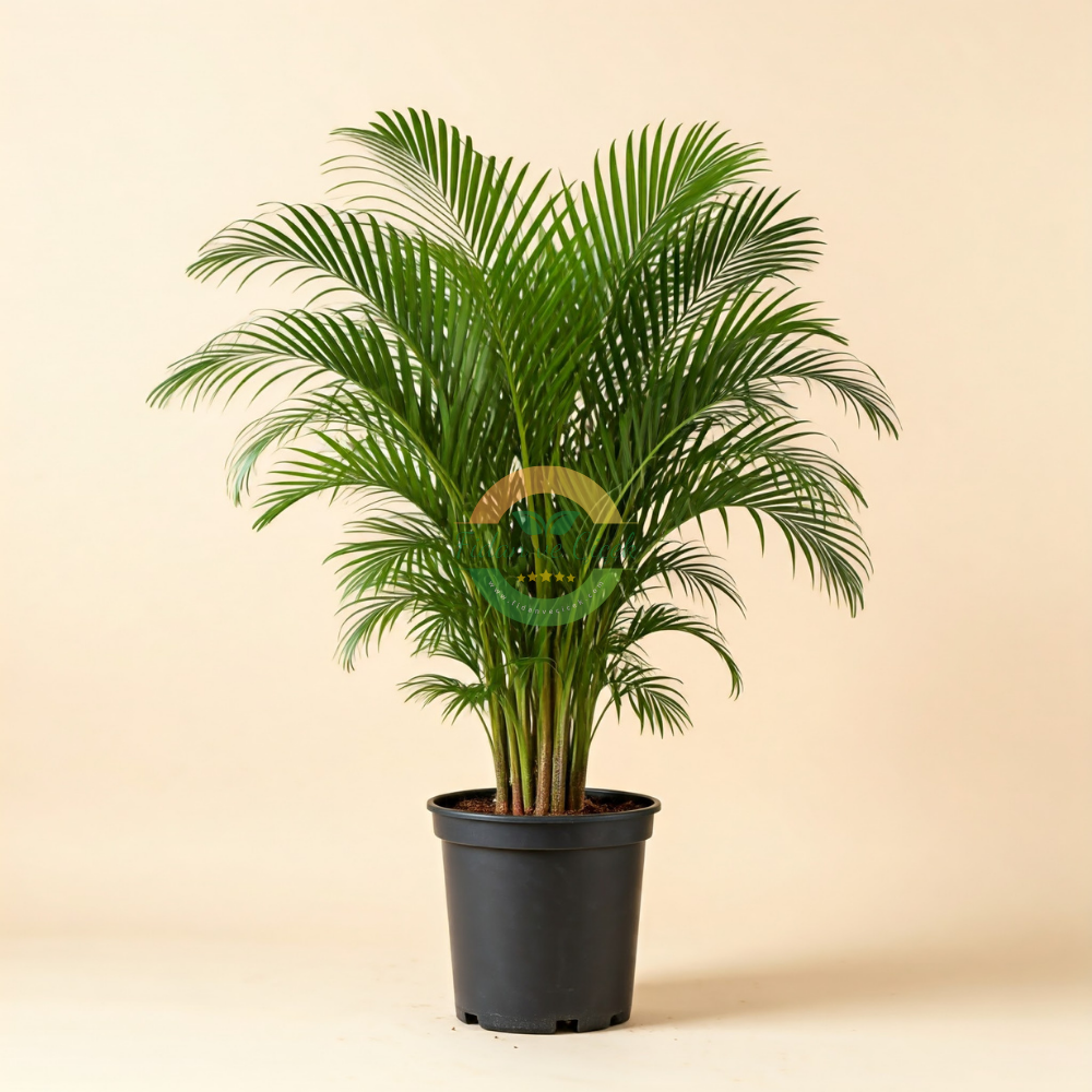 Dypsis lutescens (Areka Palmiyesi)