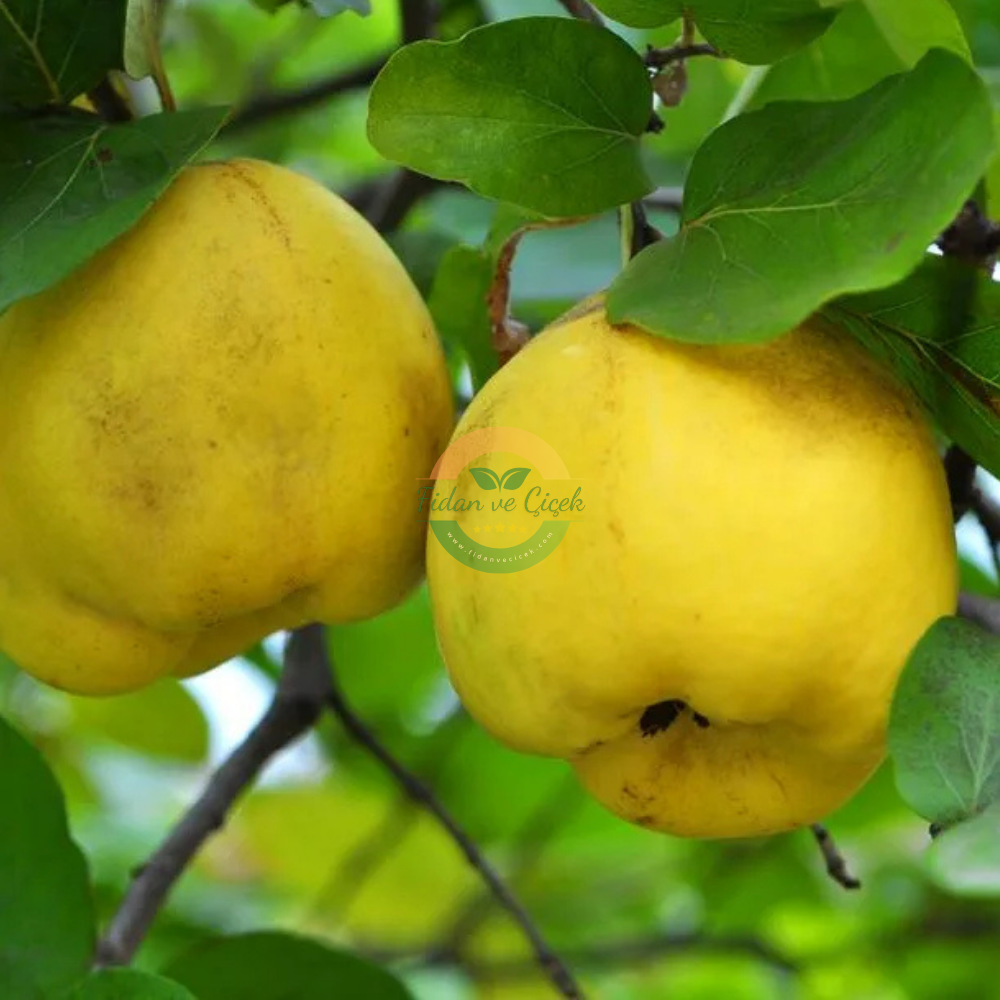 Eşme Ayva Fidanı, 3 Yaş, Tüplü Eşme Ayva Fidanı, 3 Yaş, Tüplü