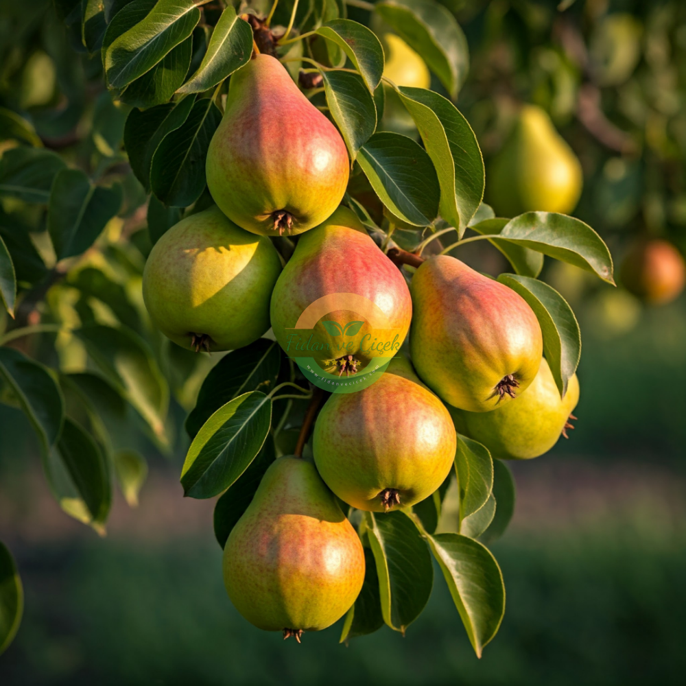 Etruşka Armut Fidanı, 3 Yaş, Tüplü Etruşka Armut Fidanı, 3 Yaş, Tüplü