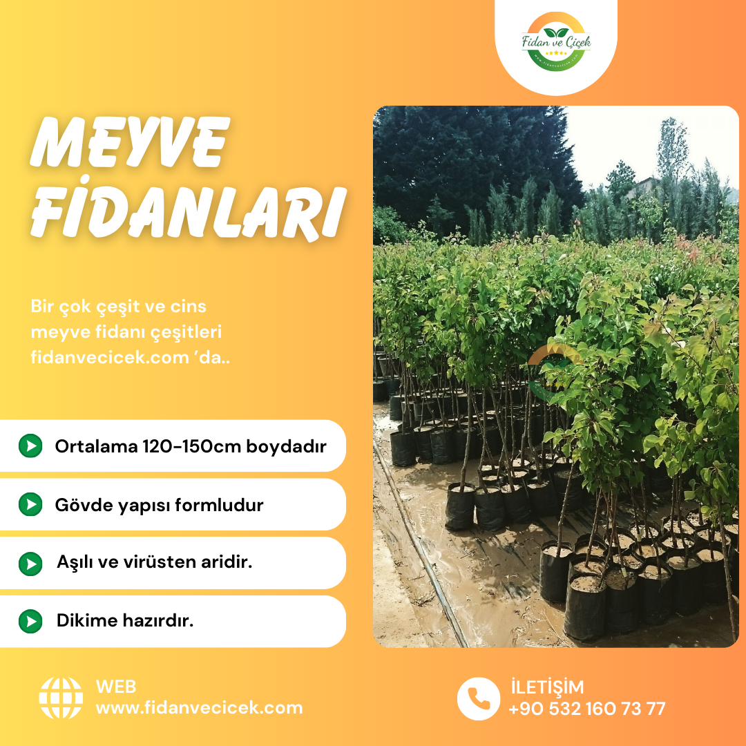 Etruşka Armut Fidanı, 3 Yaş, Tüplü