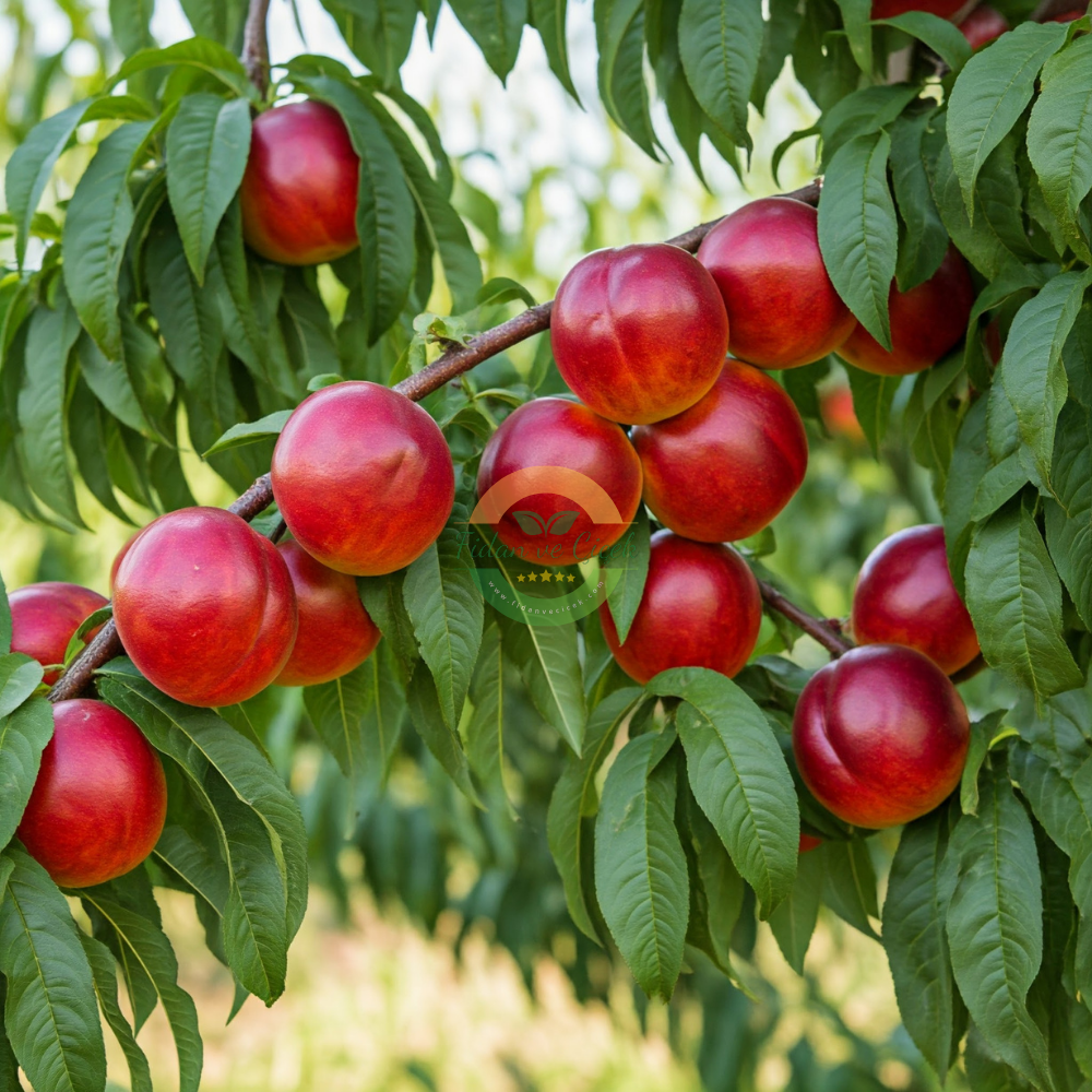 Extreme Red Nektarin Fidanı, 3 Yaş, Tüplü Extreme Red Nektarin Fidanı, 3 Yaş, Tüplü