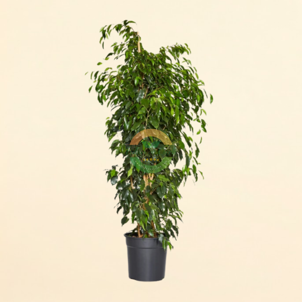 Ficus Benjamin Danielle Bitkisi