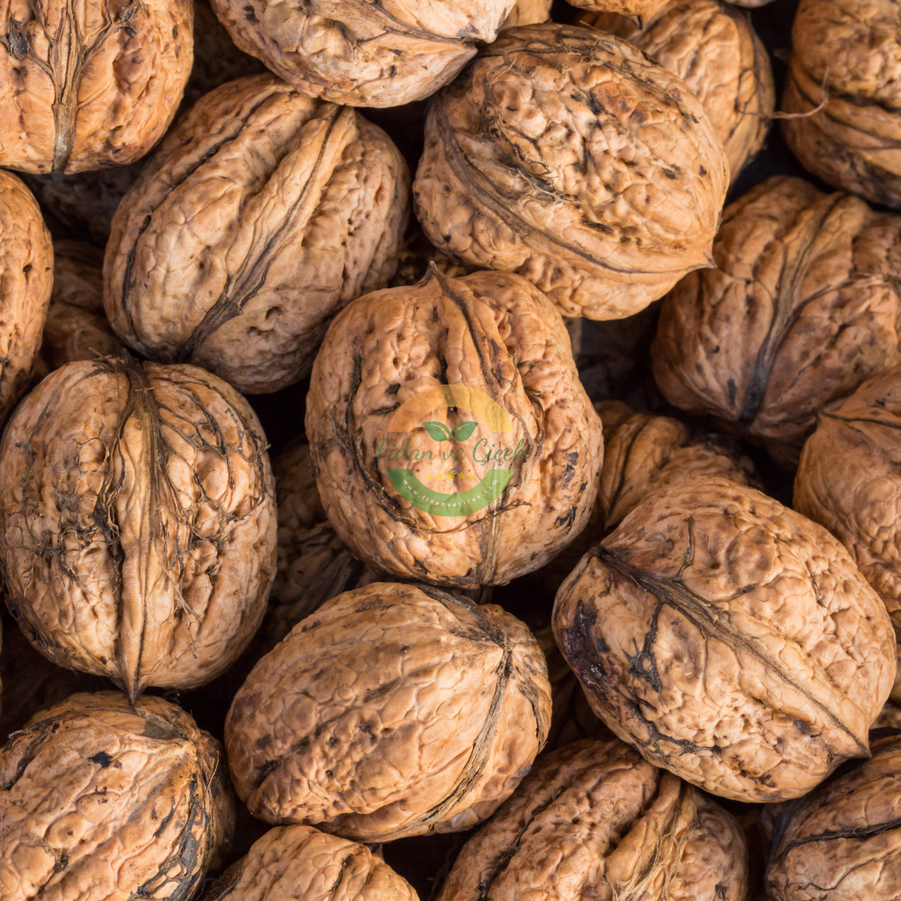 Franquette Ceviz Fidanı, 3 Yaş, Tüplü Franquette Ceviz Fidanı, 3 Yaş, Tüplü