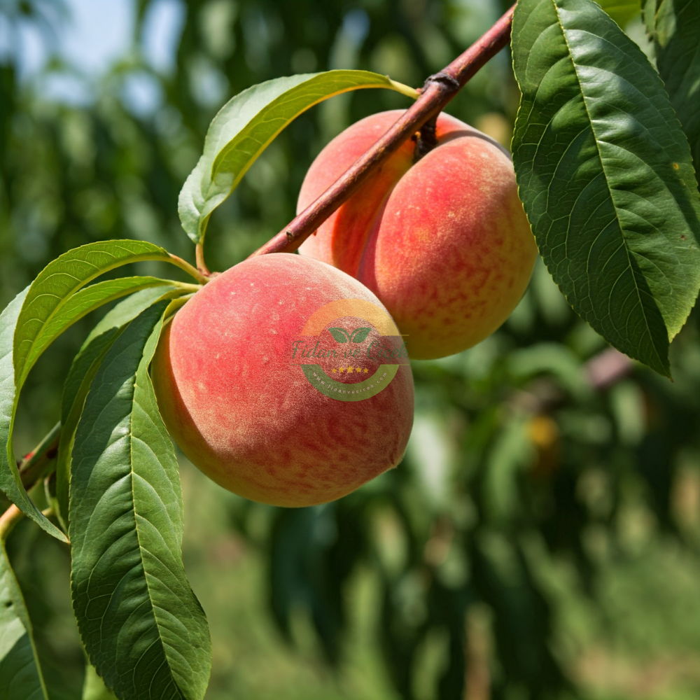 Glohaven Şeftali Fidanı, 3 Yaş, Tüplü Glohaven Şeftali Fidanı, 3 Yaş, Tüplü