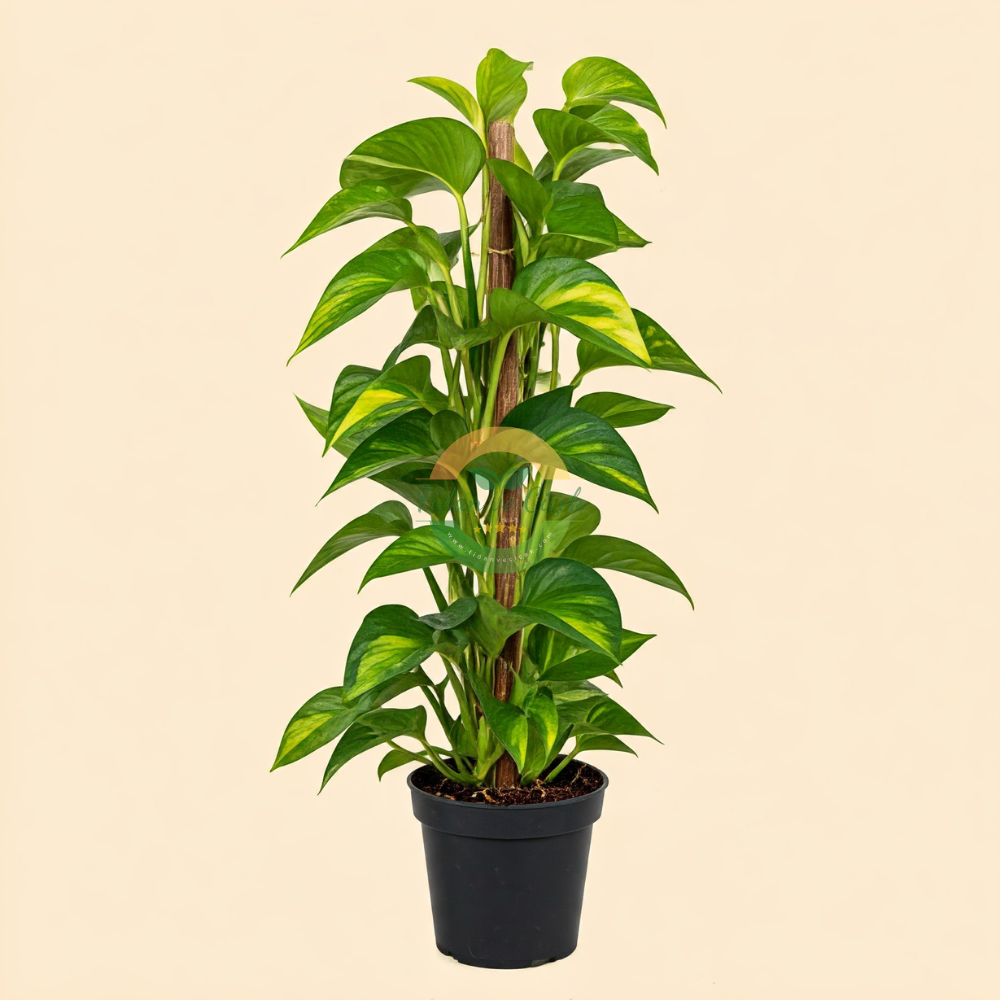 Golden Pothos (Sarmaşık)