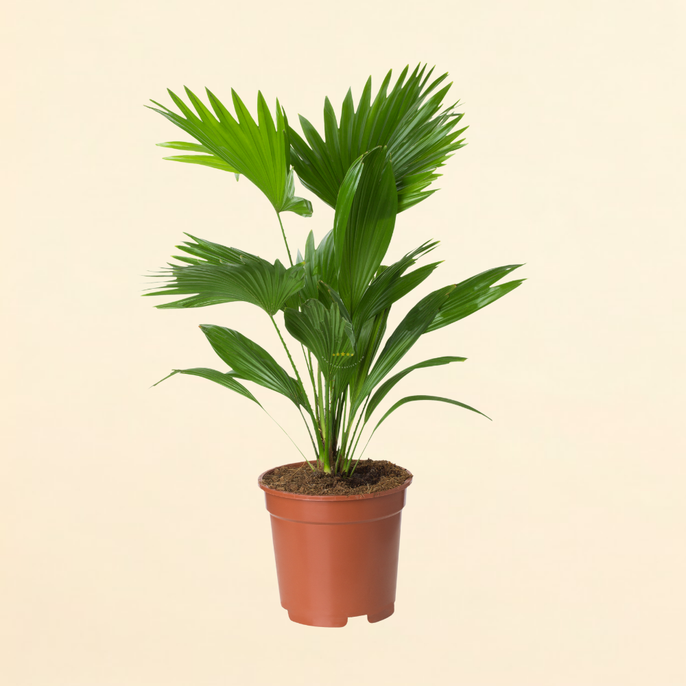 Livistona Palmiyesi 'Livistona Rotundifolia'