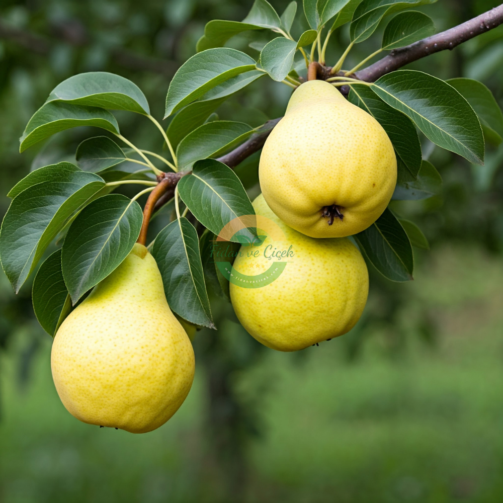 Margarit Marilla Armut Fidanı, 3 Yaş, Tüplü Margarit Marilla Armut Fidanı, 3 Yaş, Tüplü