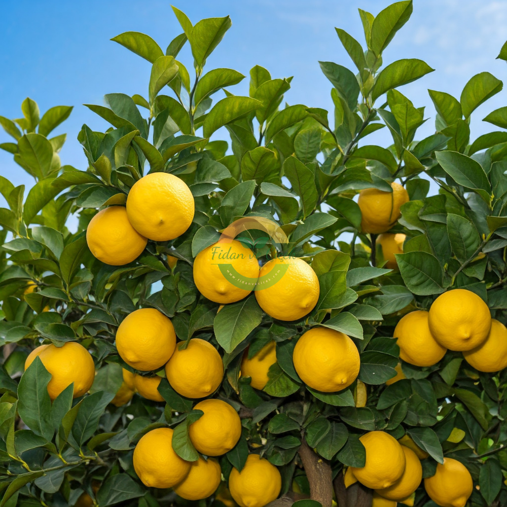 Mayer Limon Fidanı, 3 Yaş, Tüplü