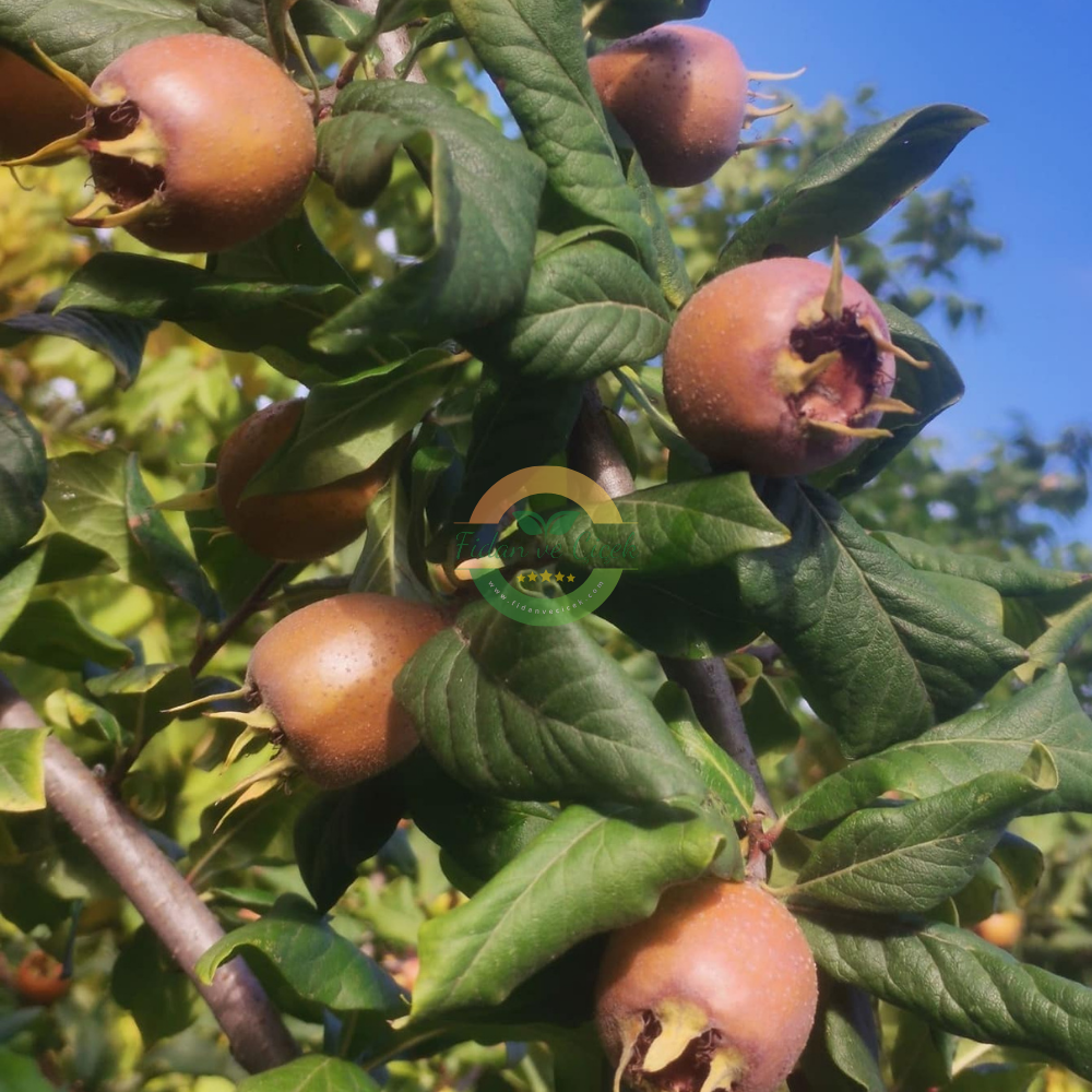 Muşmula Fidanı, 3 Yaş, Tüplü Muşmula Fidanı, 3 Yaş, Tüplü