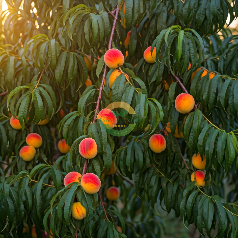 Redhaven Şeftali Fidanı, 3 Yaş, Tüplü Redhaven Şeftali Fidanı, 3 Yaş, Tüplü