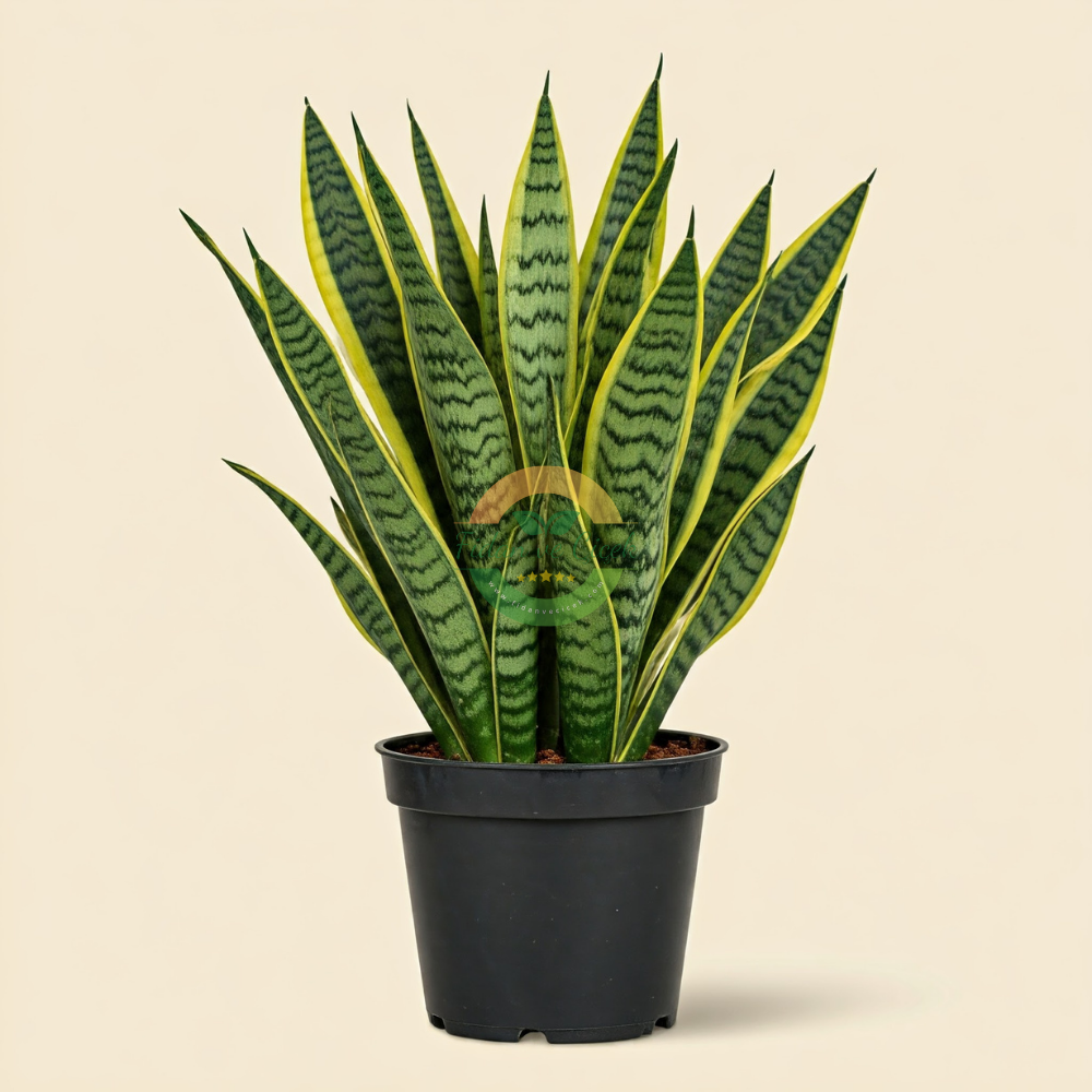 Sansevieria Trifasciata Laurentii (Paşa Kılıcı Çiçeği)