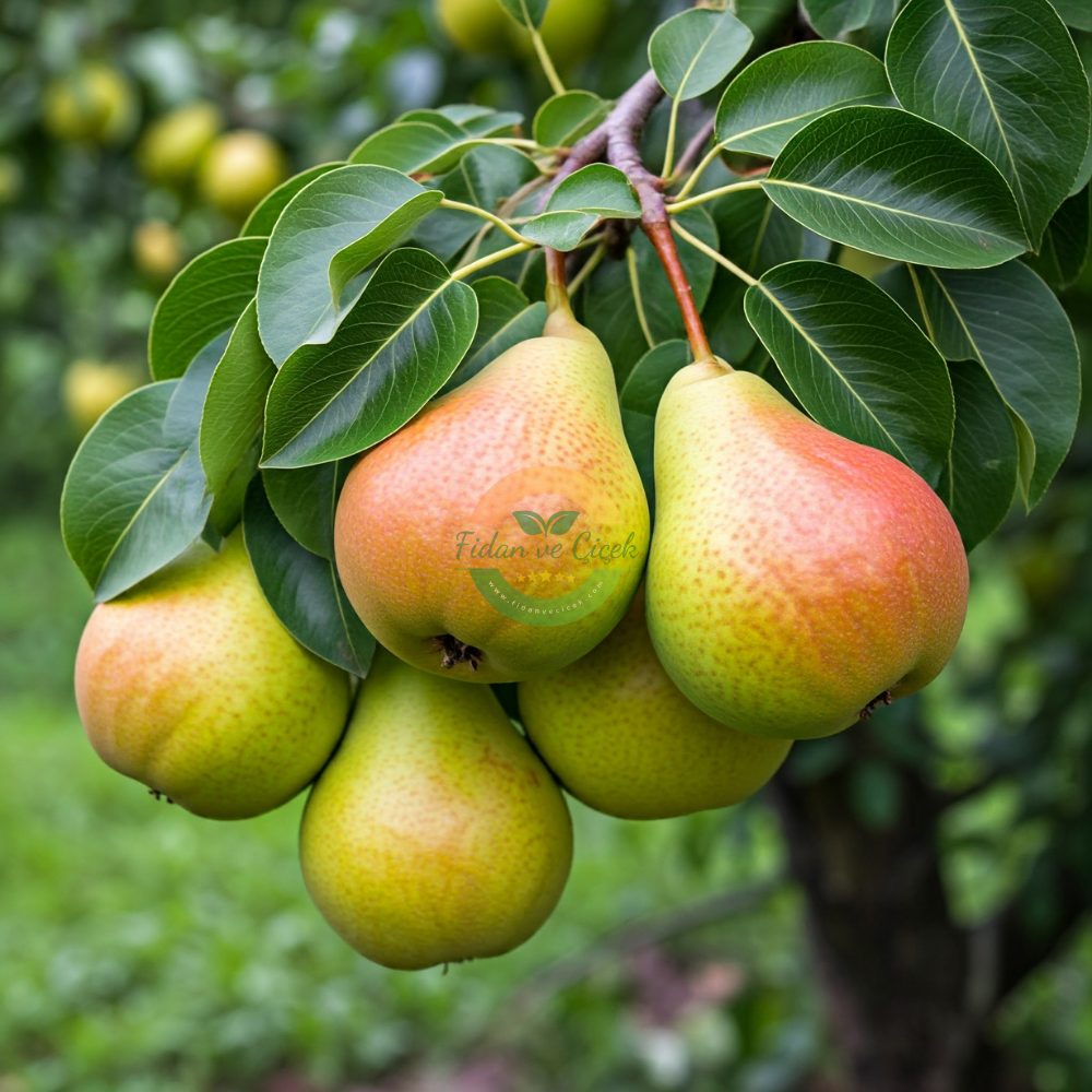 Santa Maria Armut Fidanı, 3 Yaş, Tüplü Santa Maria Armut Fidanı, 3 Yaş, Tüplü