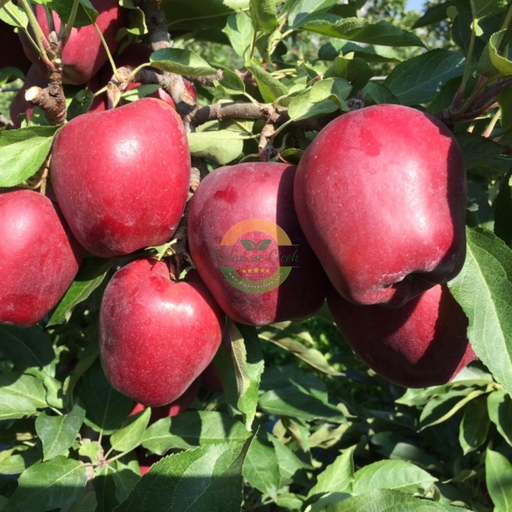 Scarlet Spur Elma Fidanı, 3 Yaş, Tüplü Scarlet Spur Elma Fidanı, 3 Yaş, Tüplü