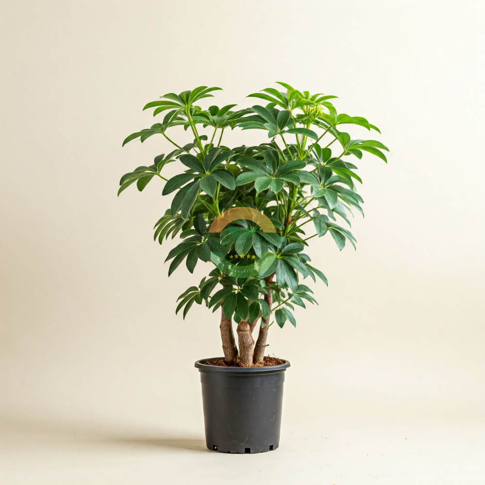 Schefflera Bitkisi 2 Gövdeli