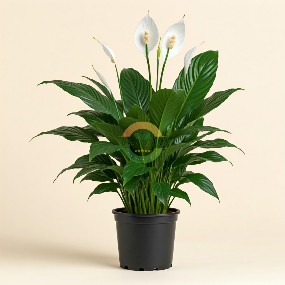 Spathiphyllum (Barış Çiçeği)