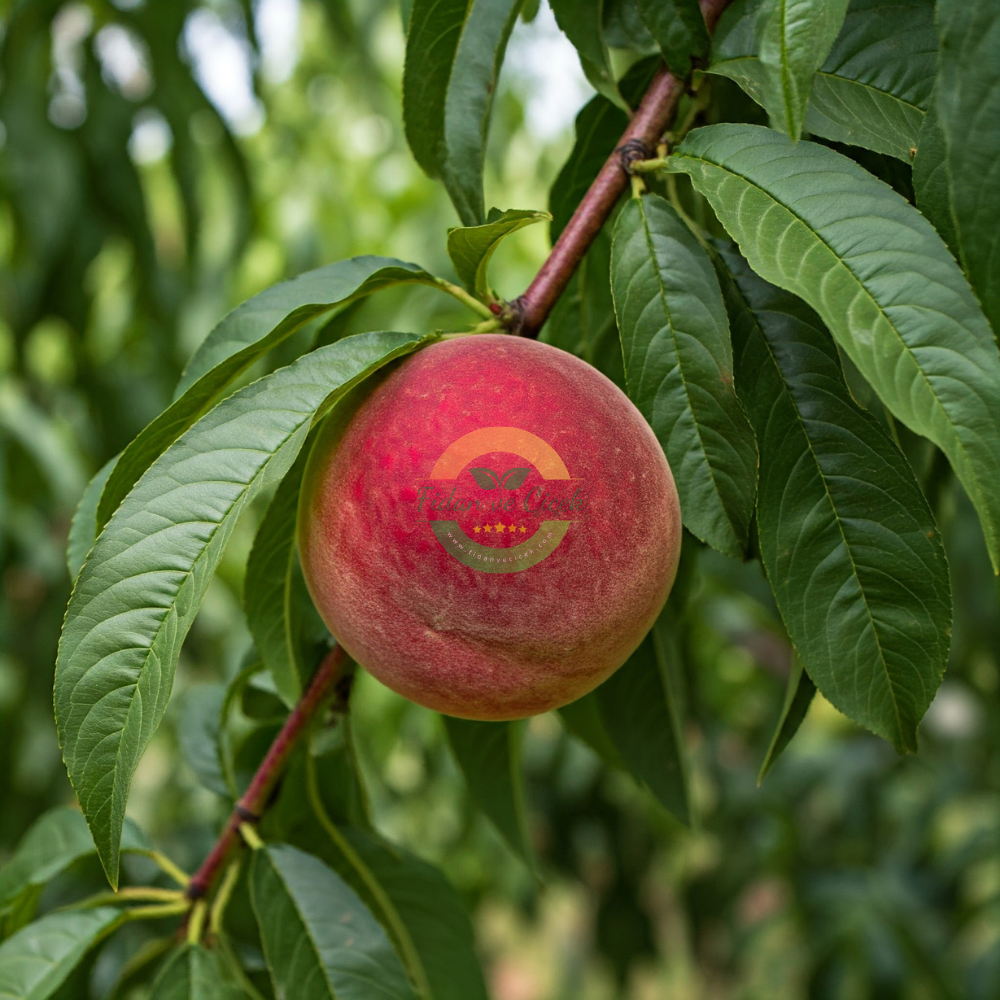Sweet Dream Şeftali Fidanı, 3 Yaş, Tüplü Sweet Dream Şeftali Fidanı, 3 Yaş, Tüplü