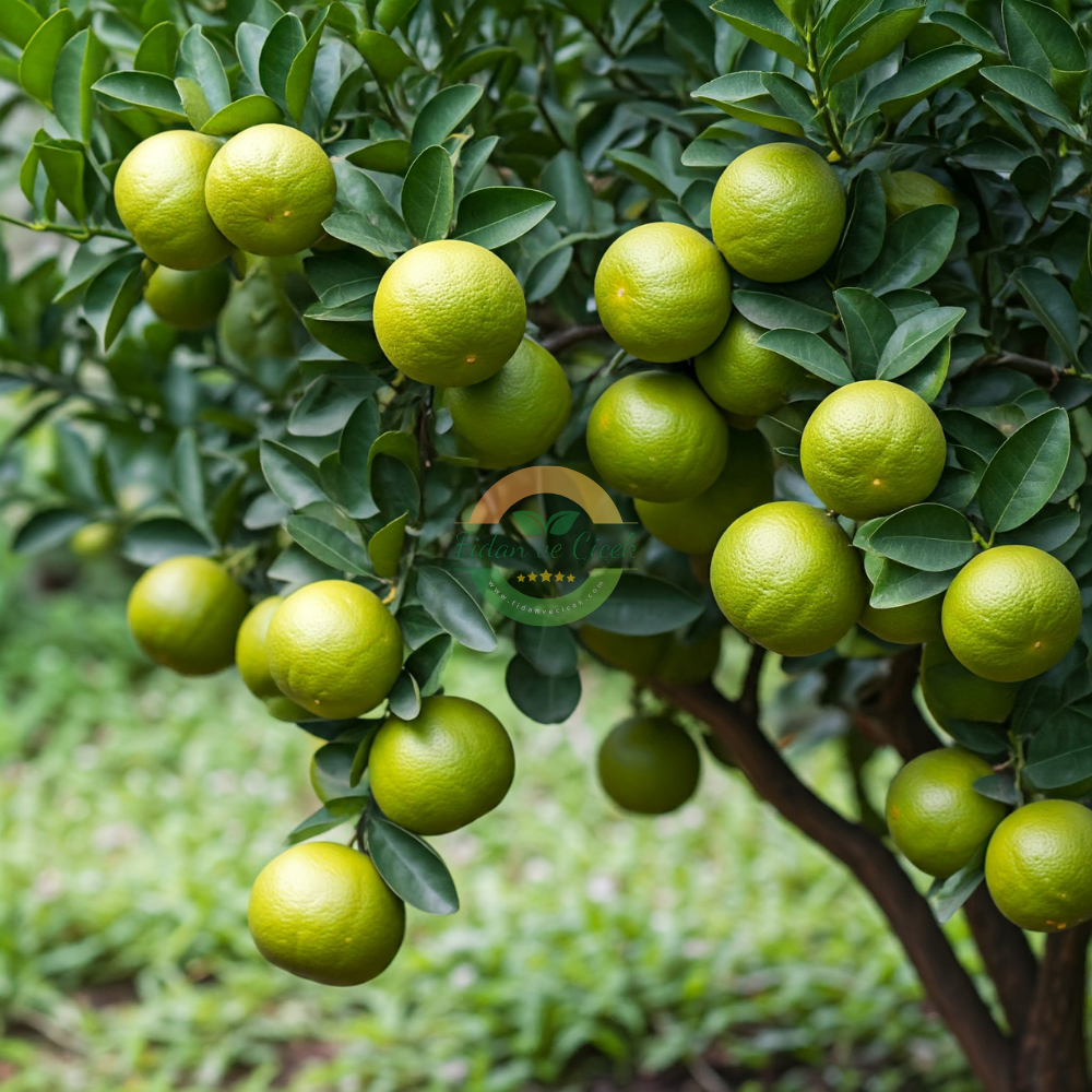 Tahiti Lime Fidanı, 3 Yaş, Tüplü