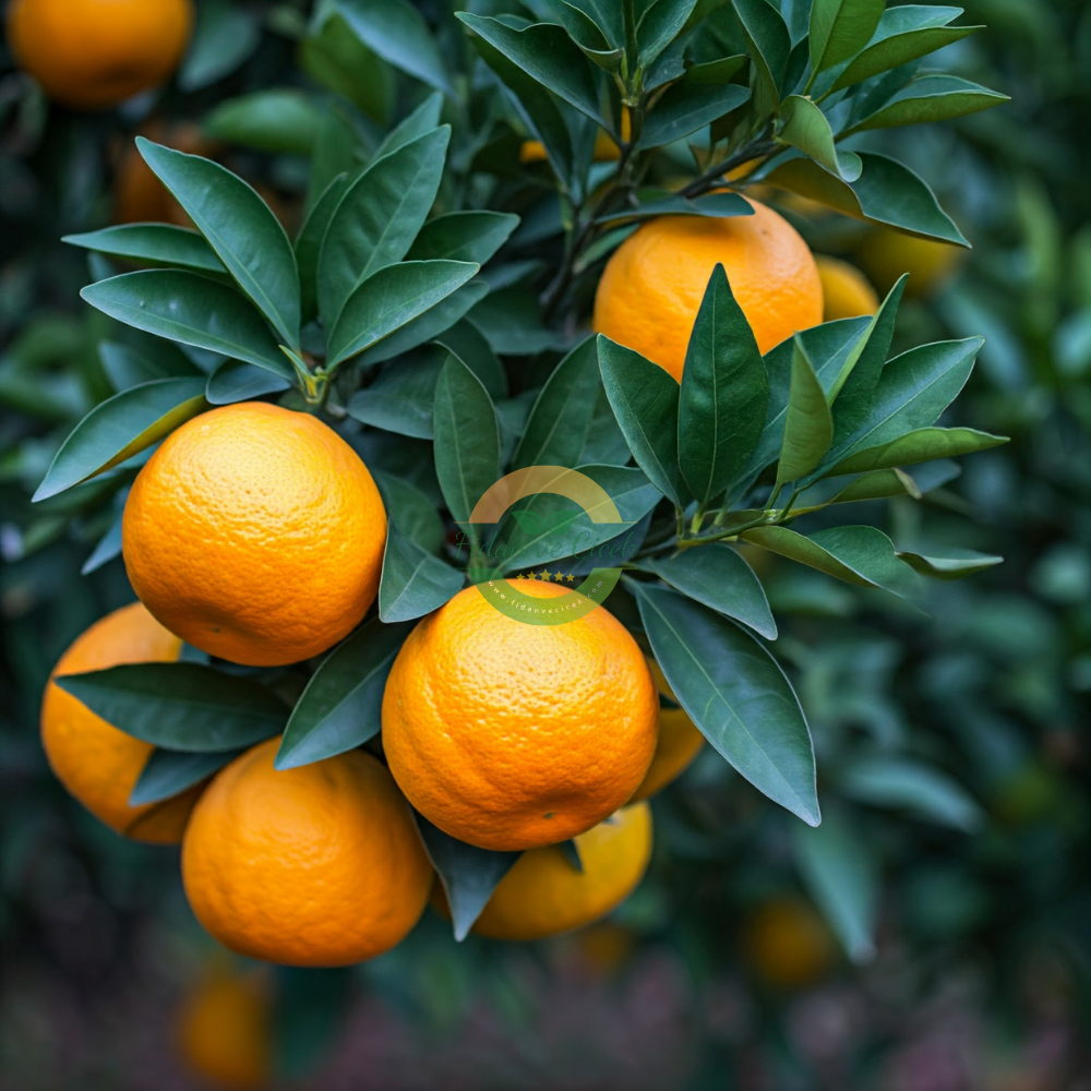 Valencia Portakal Fidanı, 3 Yaş, Tüplü Valencia Portakal Fidanı, 3 Yaş, Tüplü