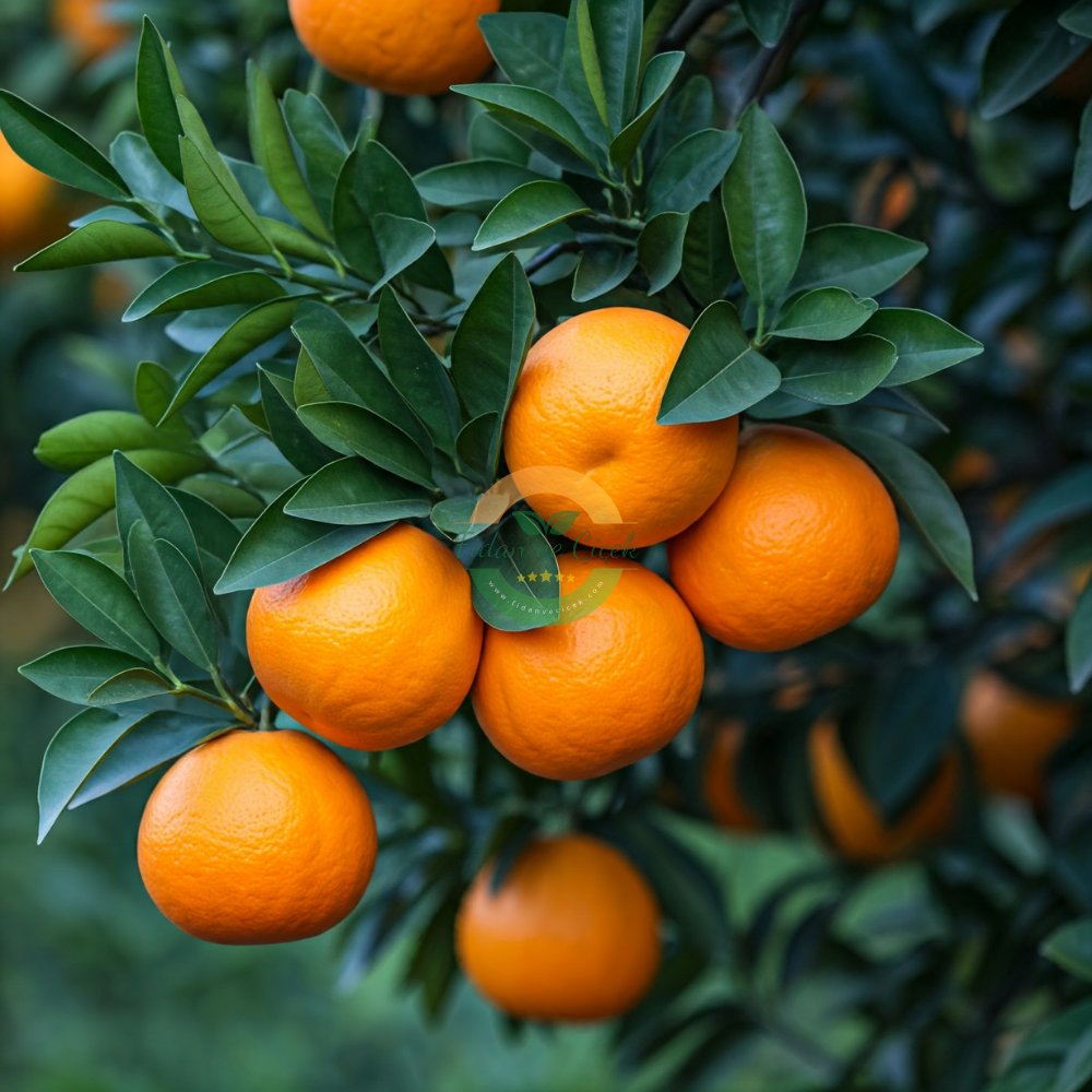 Washington Portakal Fidanı, 3 Yaş, Tüplü Washington Portakal Fidanı, 3 Yaş, Tüplü