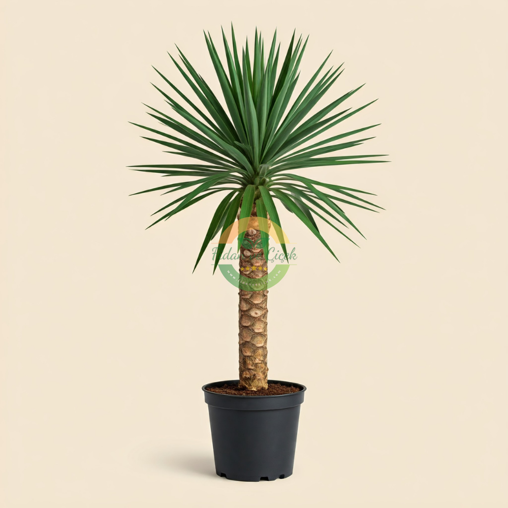 Yucca Elephantipes (Yucca Bitkisi) Tek Gövdeli