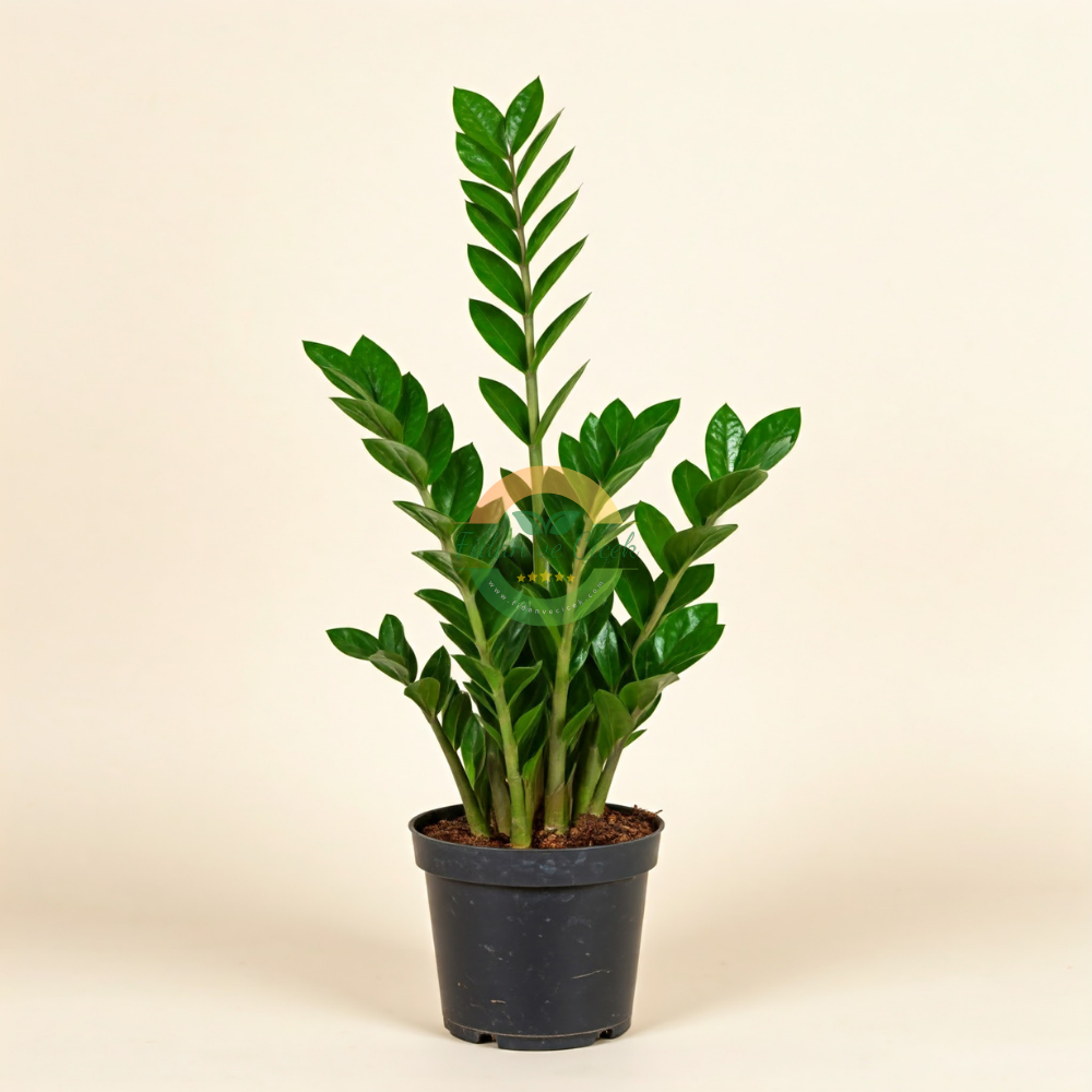 Zamioculcas Zamiifolia (Zamia Çiçeği)
