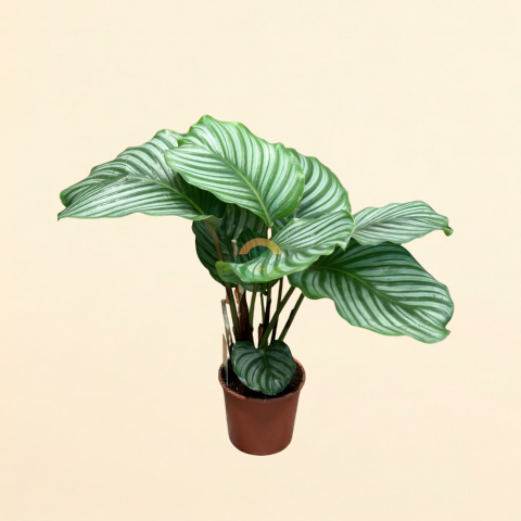 Calathea Orbifolia (Dua Çiçeği)