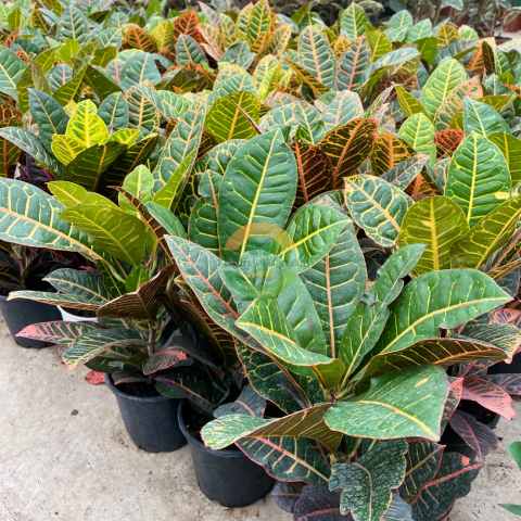 Croton Petra (Kraton Bitkisi)