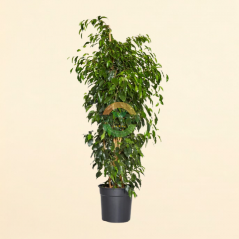 Ficus Benjamin Danielle Bitkisi