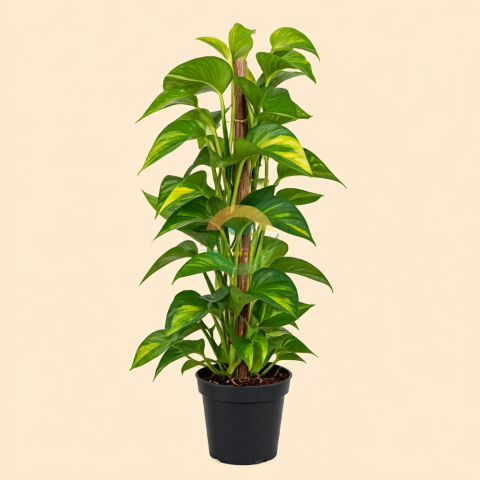 Golden Pothos (Sarmaşık)