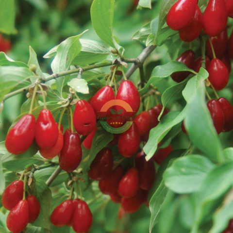 Kızılcık Fidanı, 3 Yaş, Tüplü