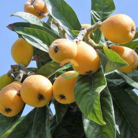 Malta Erik Fidanı(Yeni Dünya), 3 Yaş, Saksılı