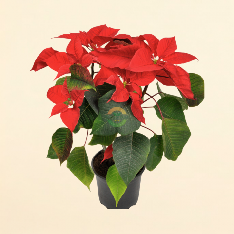 Ponsetya Bitkisi 'Poinsettia'
