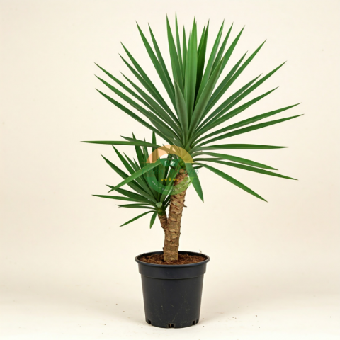 Yucca Elephantipes (Yucca Bitkisi) 2 Gövdeli
