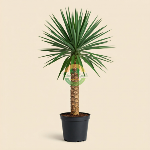 Yucca Elephantipes (Yucca Bitkisi) Tek Gövdeli